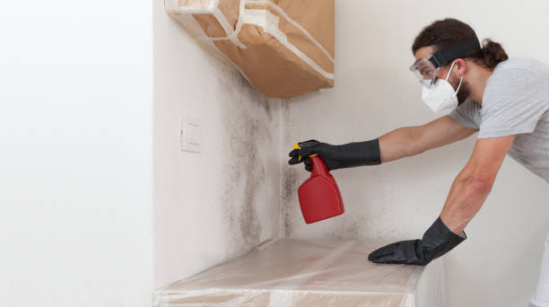 Professional Basement Mold Remediation technician working in Turbotville, PA