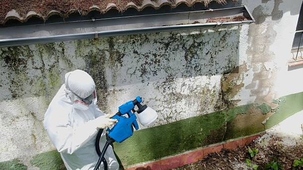 Top rated local Basement Mold Remediation specialists in Turbotville, PA